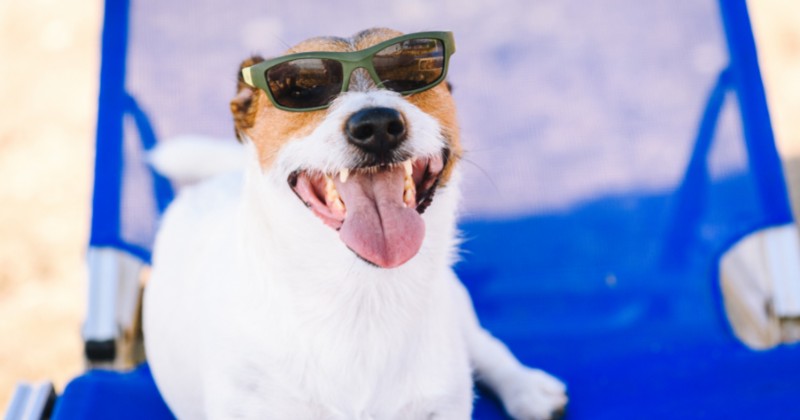 Lugares pet friendly en Guadalajara