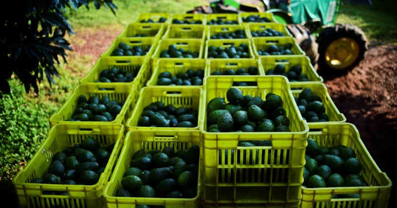 Exportación de aguacate de Jalisco