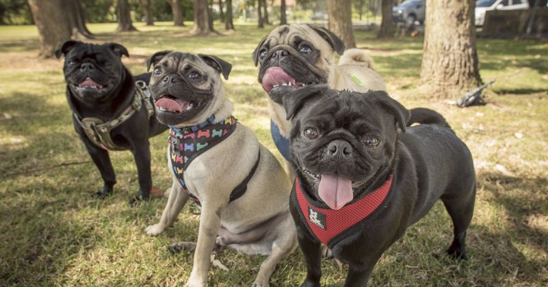 ¡Pugs invaden Guadalajara! No te pierdas el 1er Pug Parade GDL
