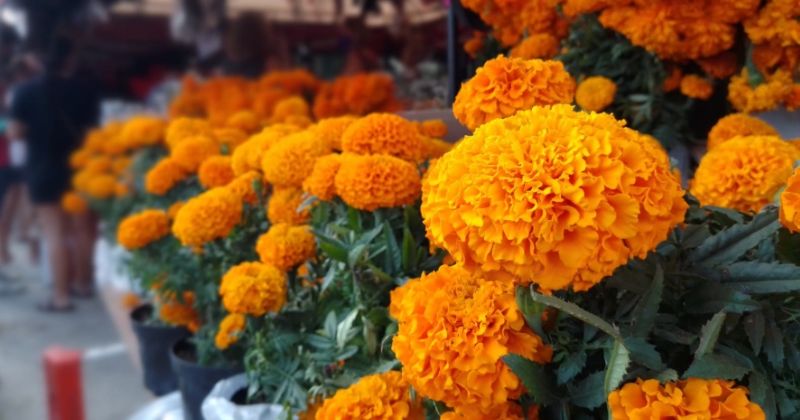 Día de Muertos en Torreón: La Laguna consume más de 50 MDP en flores