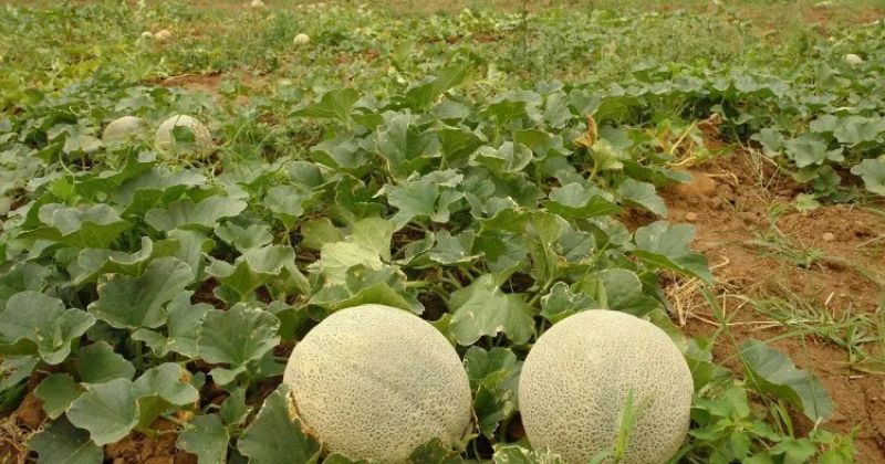 Estado de Coahuila mantiene primeros lugares en producción de melón, nuez y rendimiento en algodón