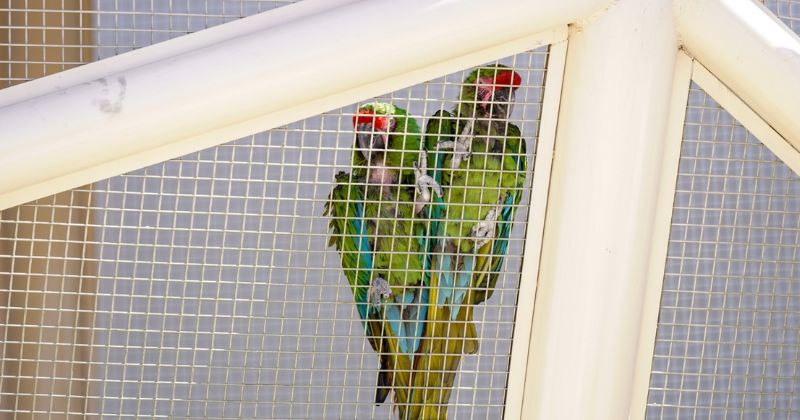 Te compartimos los detalles del Aviario, el nuevo atractivo turístico de Torreón