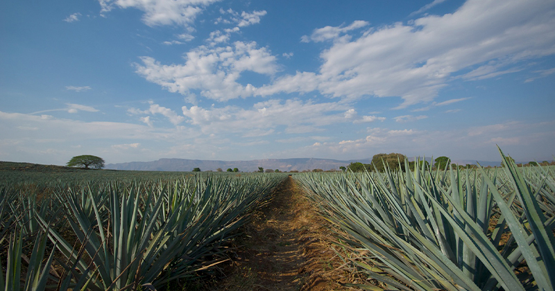 Ruta del tequila