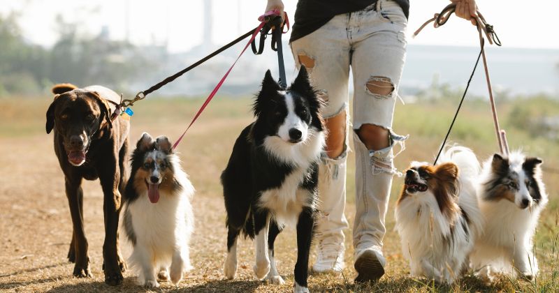 Día Mundial del perro en Zapopan con la Fiesta Perrona