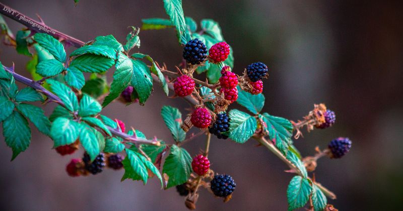 Berries mexicanas