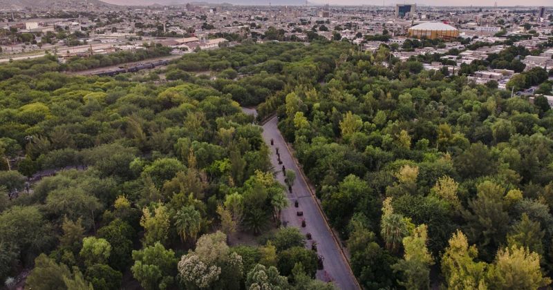 Industrias Peñoles se enorgullece en invitar a la comunidad lagunera a la apertura de su esperada exposición temporal, "Árbol: Habitante Urbano"