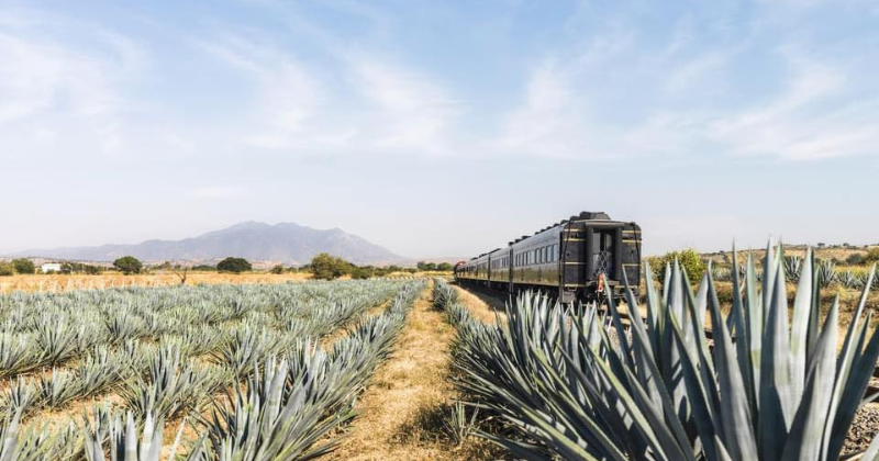 José Cuervo Express Precio 2023