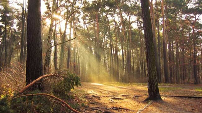 Parque Nacional 'Los Novillos' ubicado en Coahuila.