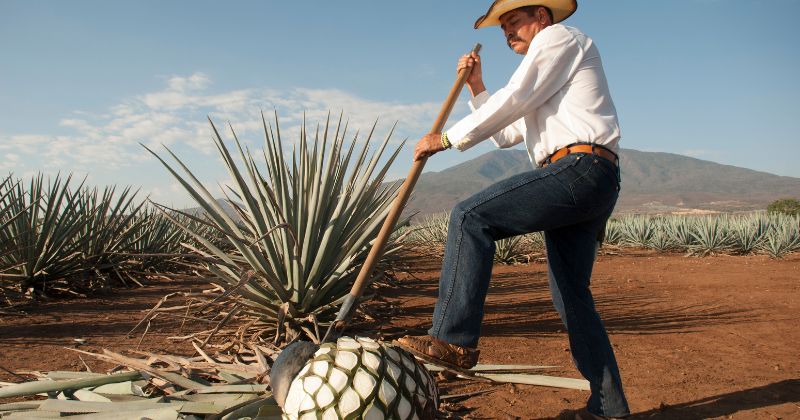 Tequila: Identidad que se bebe