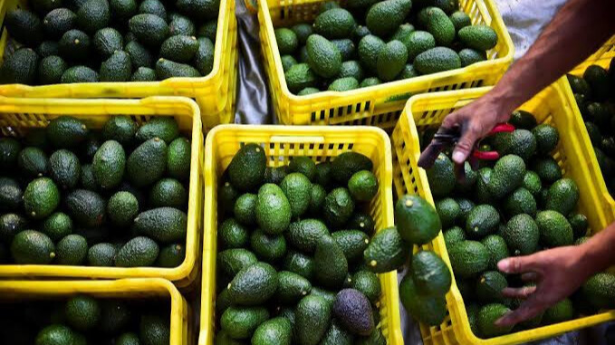 Exportación del aguacate mexicano se reanuda