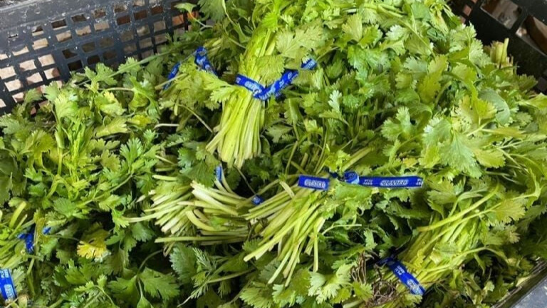 Precio del cilantro en Monterrey