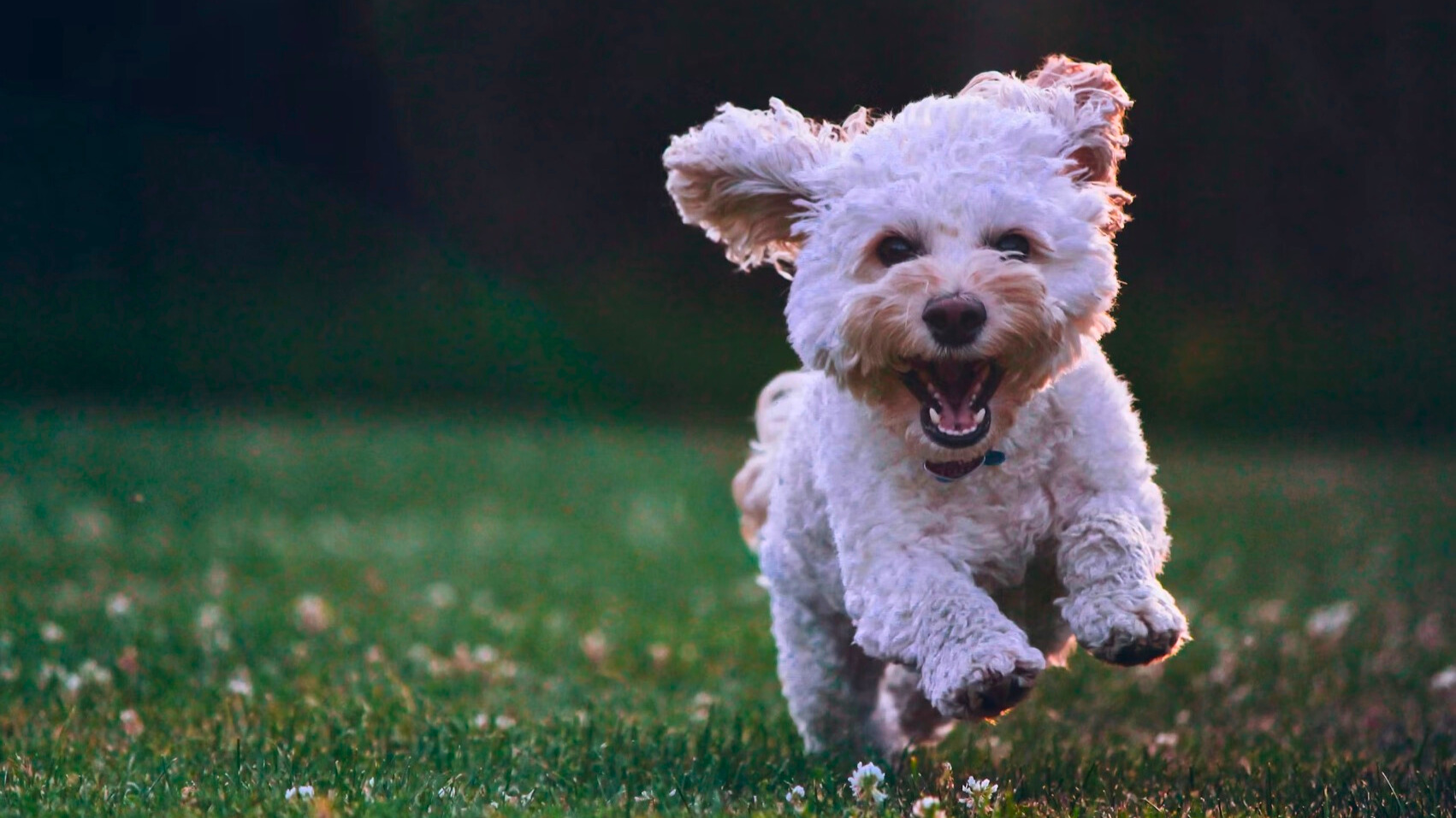 Día Mundial del Perro 2025: Origen y formas de celebrar el 21 de julio