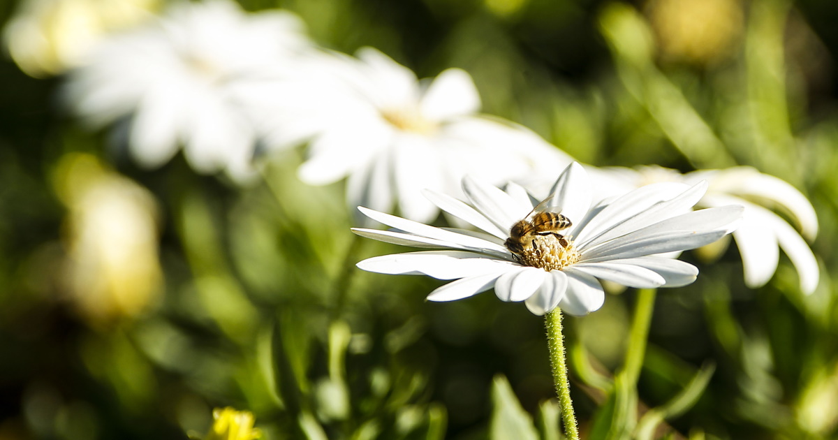 Día Mundial de las Abejas y su importancia para la producción de alimentos